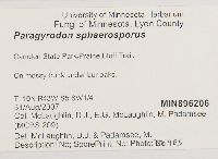 Paragyrodon sphaerosporus image