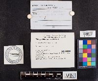 Paragyrodon sphaerosporus image