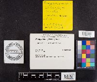 Paragyrodon sphaerosporus image