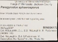 Paragyrodon sphaerosporus image