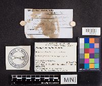 Paragyrodon sphaerosporus image