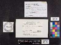 Paragyrodon sphaerosporus image