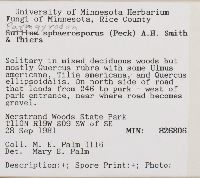 Paragyrodon sphaerosporus image