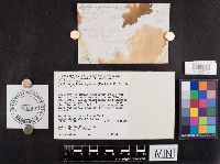 Paragyrodon sphaerosporus image