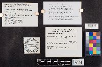 Paragyrodon sphaerosporus image