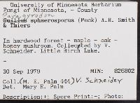 Paragyrodon sphaerosporus image