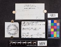 Paragyrodon sphaerosporus image