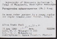 Paragyrodon sphaerosporus image