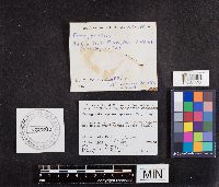 Paragyrodon sphaerosporus image