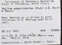 Paragyrodon sphaerosporus image