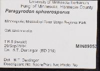 Paragyrodon sphaerosporus image