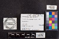 Paragyrodon sphaerosporus image