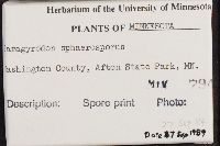 Paragyrodon sphaerosporus image