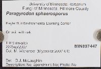 Paragyrodon sphaerosporus image