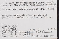 Paragyrodon sphaerosporus image