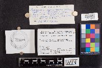 Paragyrodon sphaerosporus image