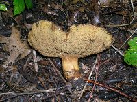 Paragyrodon sphaerosporus image