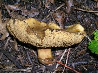 Paragyrodon sphaerosporus image