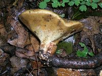 Paragyrodon sphaerosporus image