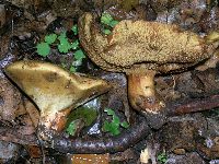 Paragyrodon sphaerosporus image