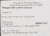 Paragyrodon sphaerosporus image