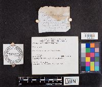 Paragyrodon sphaerosporus image