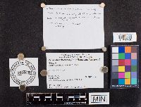 Parasola auricoma image