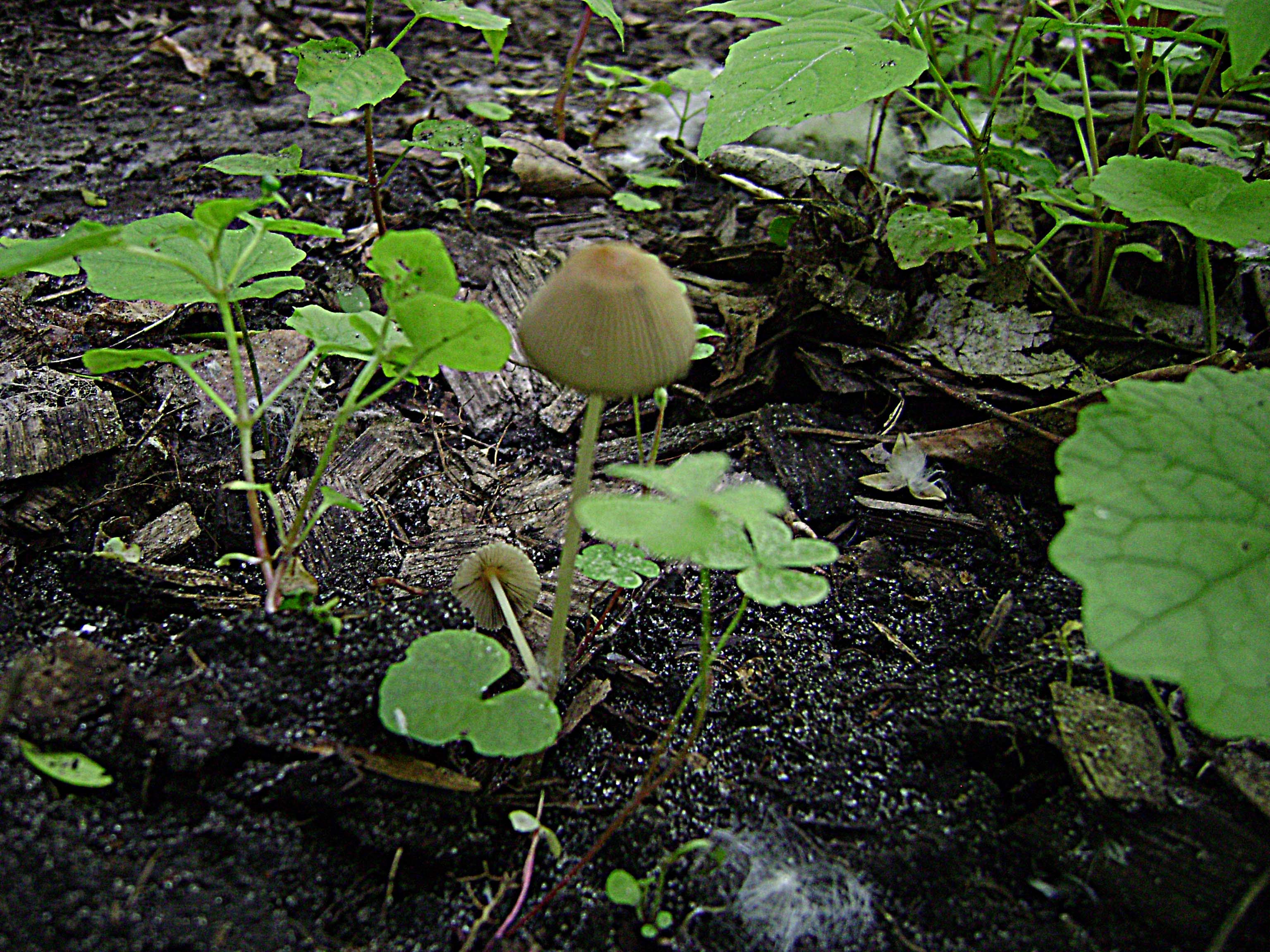 Parasola auricoma image