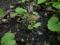 Parasola auricoma image