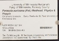 Parasola auricoma image