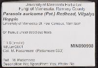 Parasola auricoma image