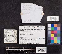 Parasola auricoma image