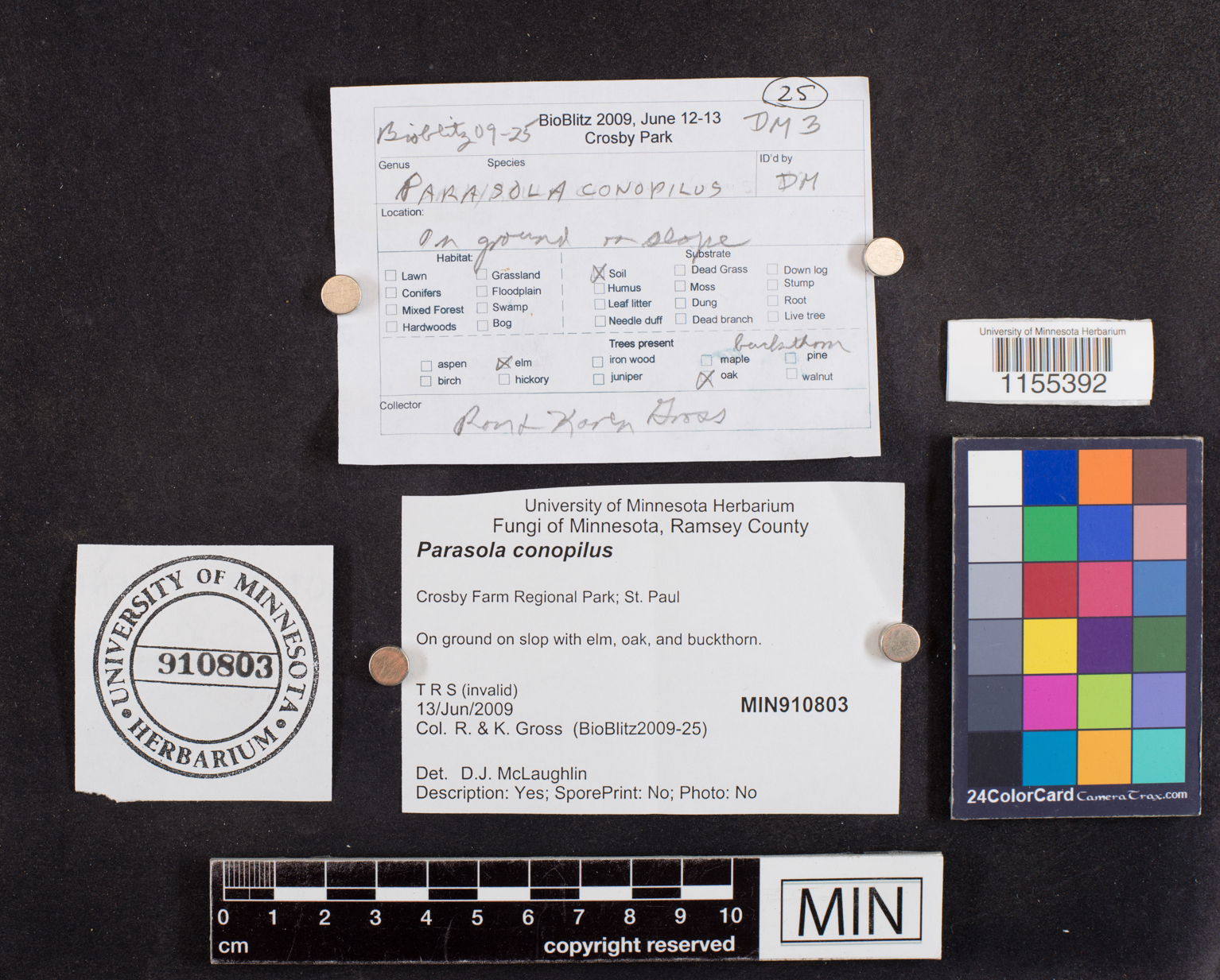 Parasola conopilus image