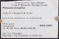 Parasola conopilus image