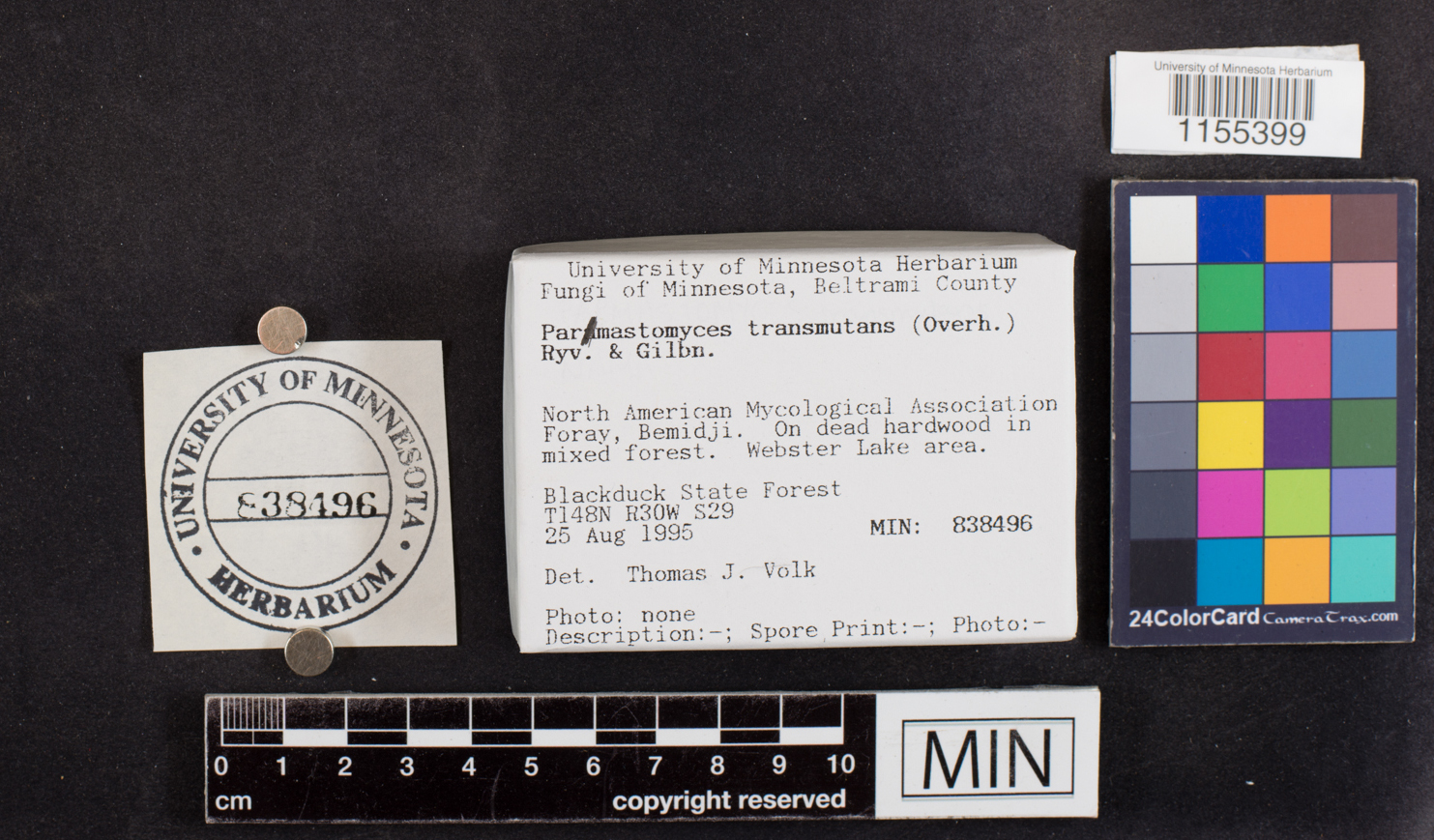 Parmastomyces transmutans image
