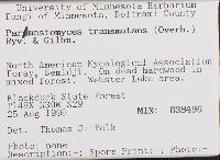 Parmastomyces transmutans image