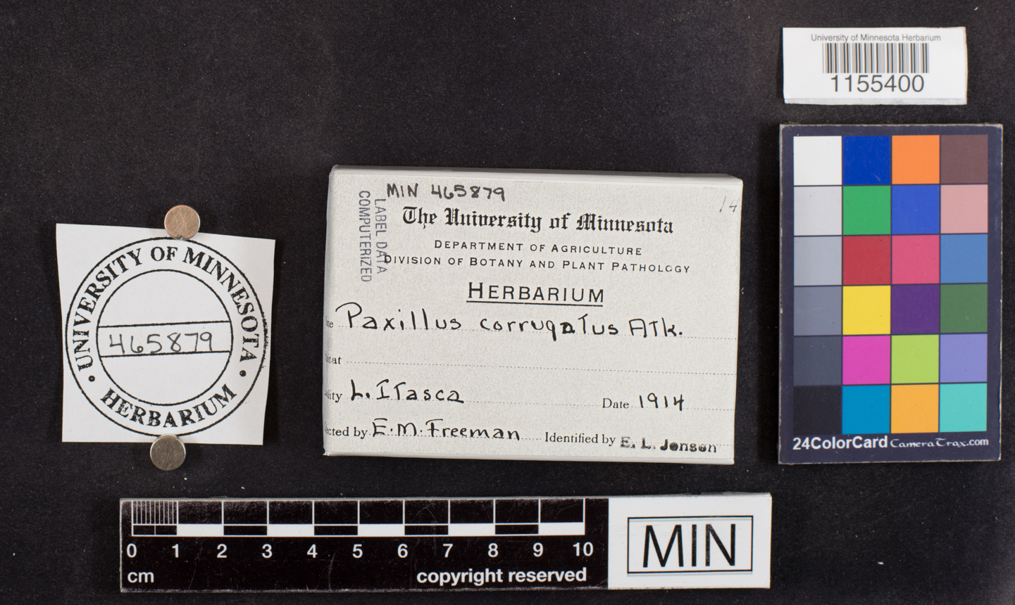 Pyrenophora lolii image