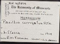 Pyrenophora lolii image