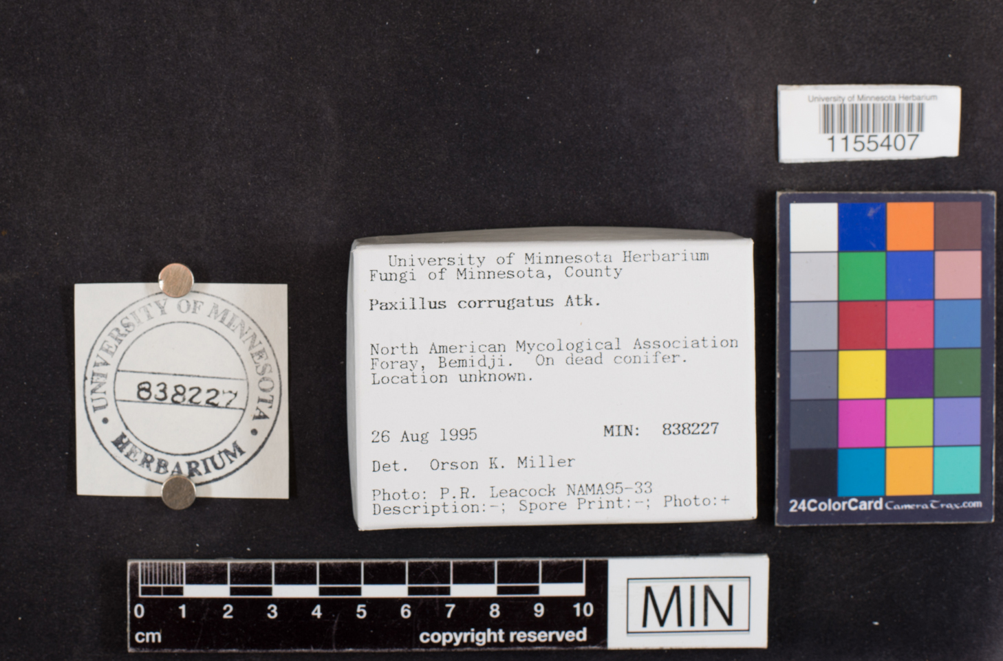 Paxillus corrugatus image