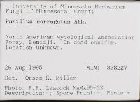 Paxillus corrugatus image