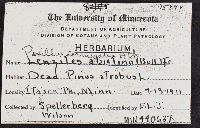 Paxillus corrugatus image