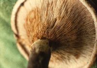 Paxillus vernalis image