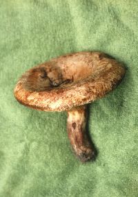 Paxillus vernalis image