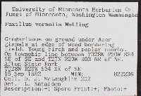 Paxillus vernalis image