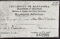 Peniophora cinerea image