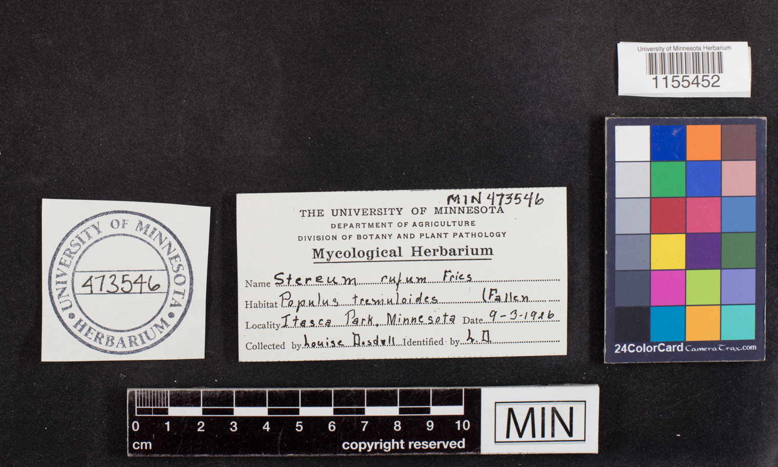 Eichleriella deglubens image