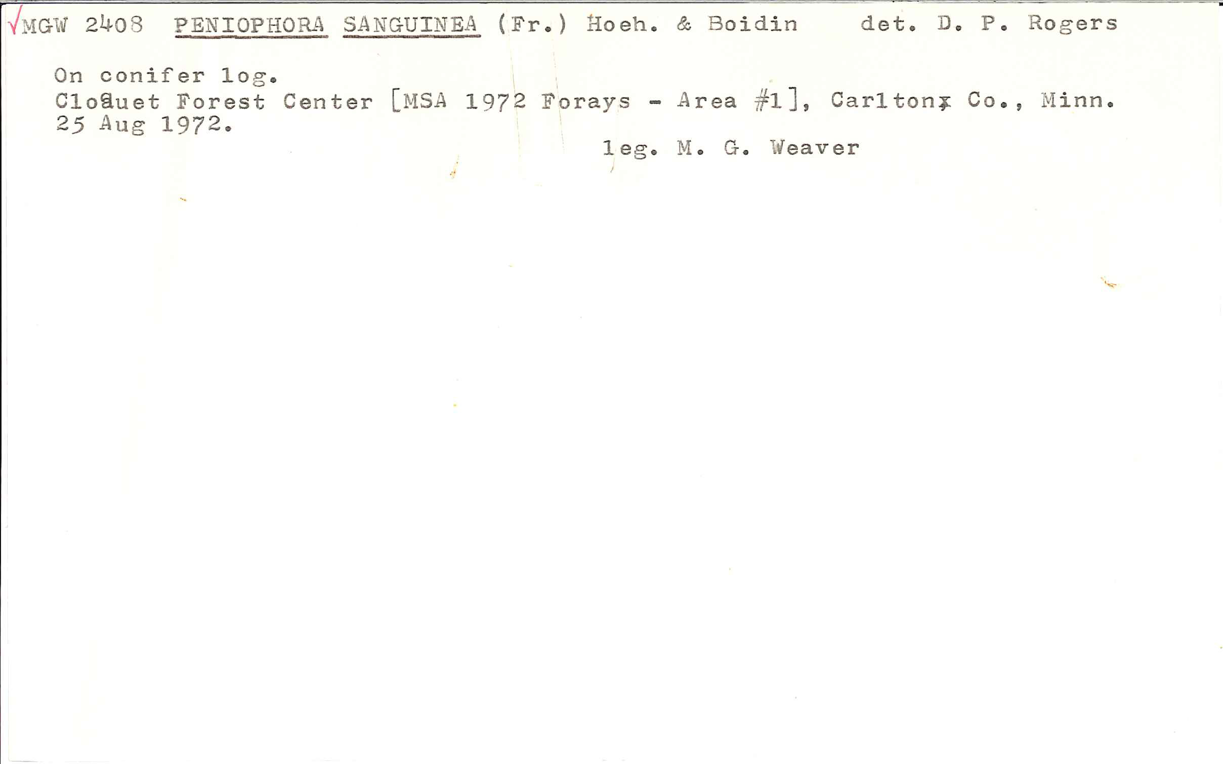 Peniophora sanguinea image