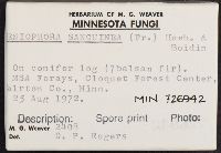 Peniophora sanguinea image