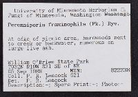 Perenniporia fraxinophila image