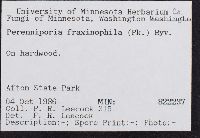 Perenniporia fraxinophila image